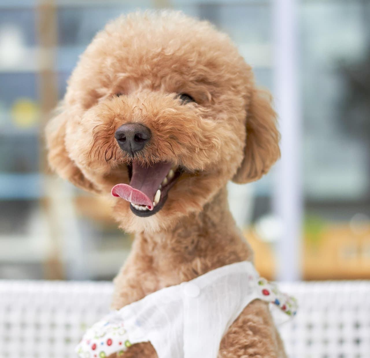 Apricot poodle-cross with a fresh rounded teddy-bear trim, smiling