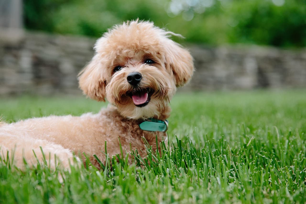 Groomed apricot cavapoo lying on the grass