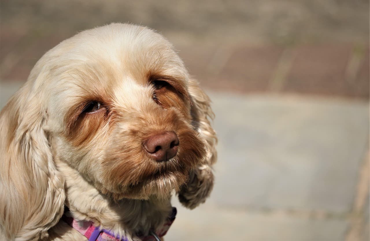 Close-up of a cockapoo with a soft brushed face