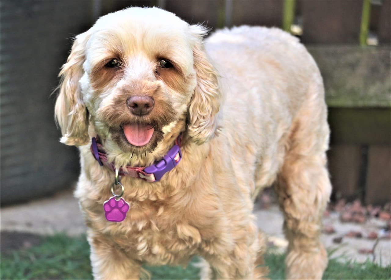 Cream cockapoo with a neat trim and a purple collar