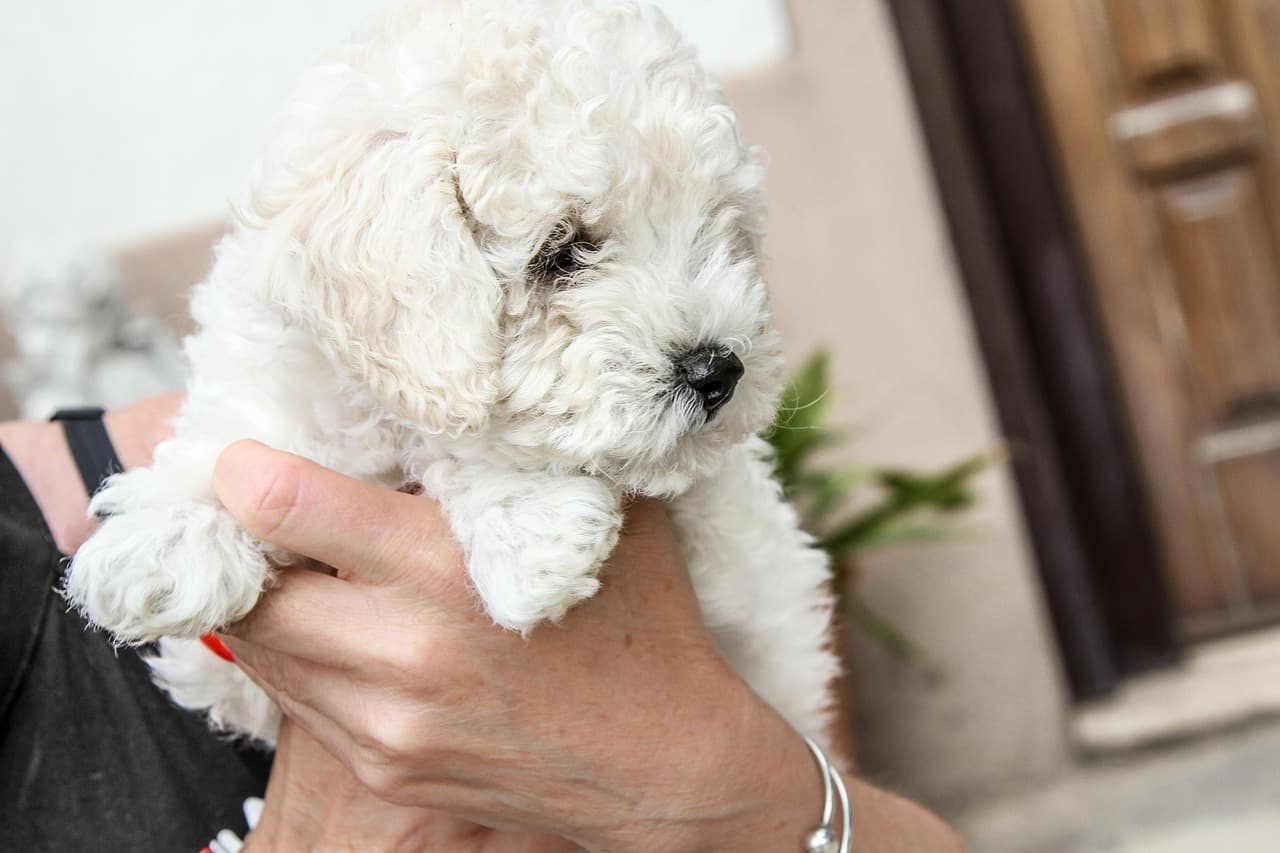 Fluffy white puppy held in its owner’s hands