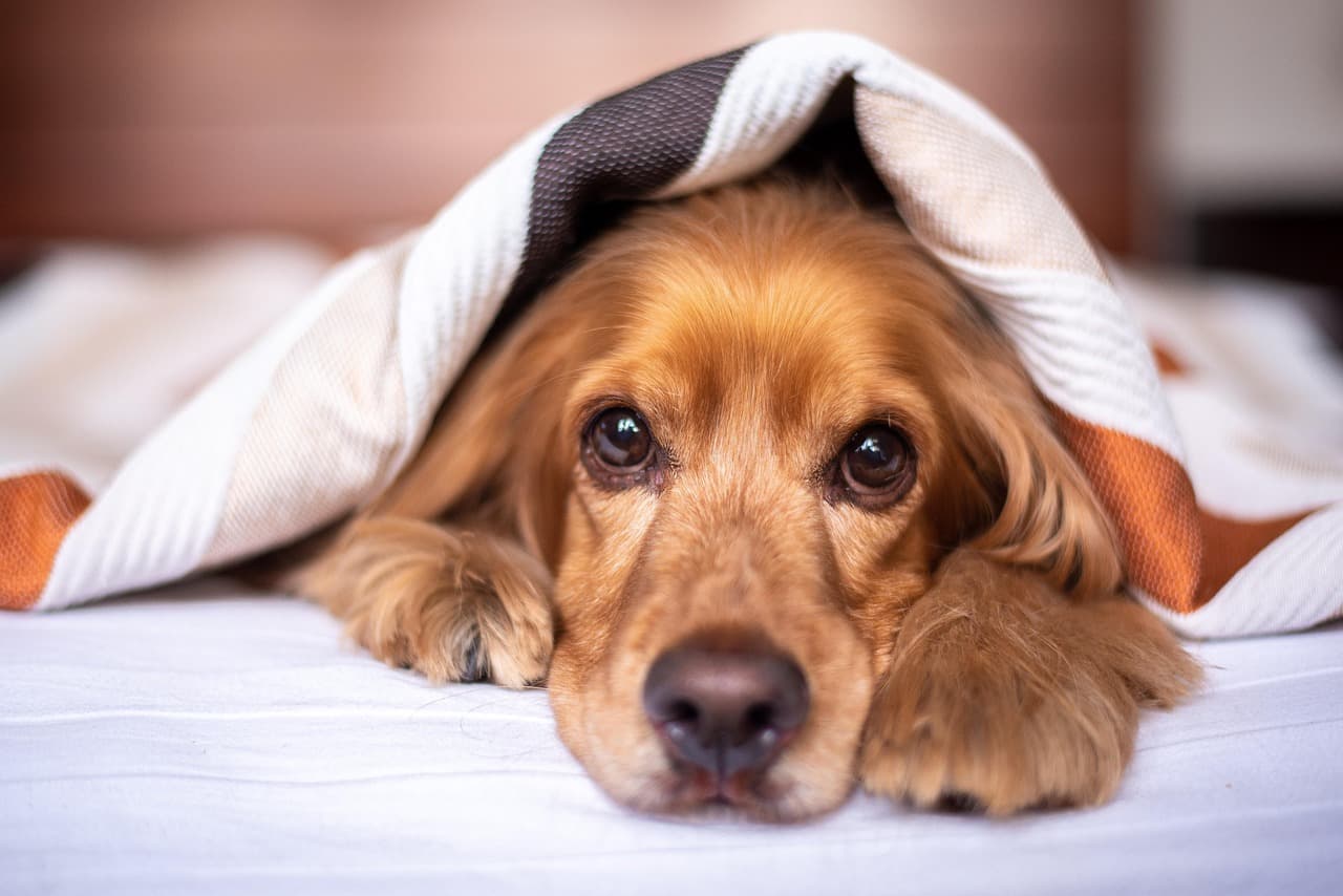 Cocker spaniel peeping out from under a blanket on a bed