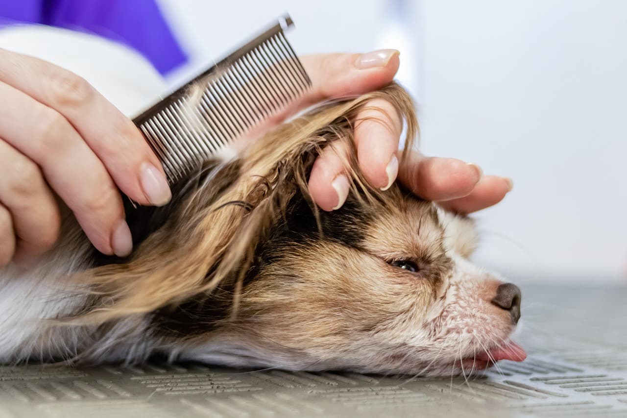 Groomer combing through a dog’s long coat on the table