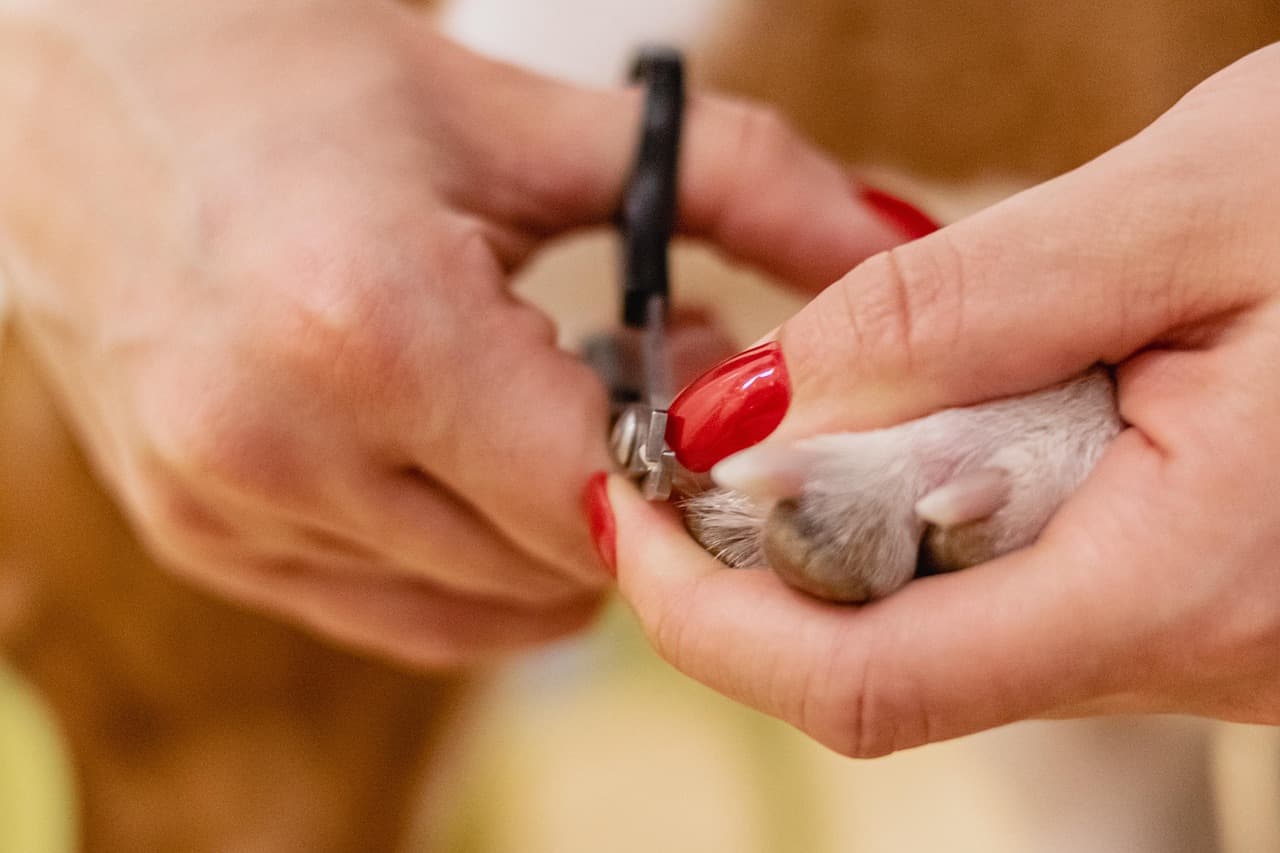 Groomer clipping a dog’s nails while holding the paw