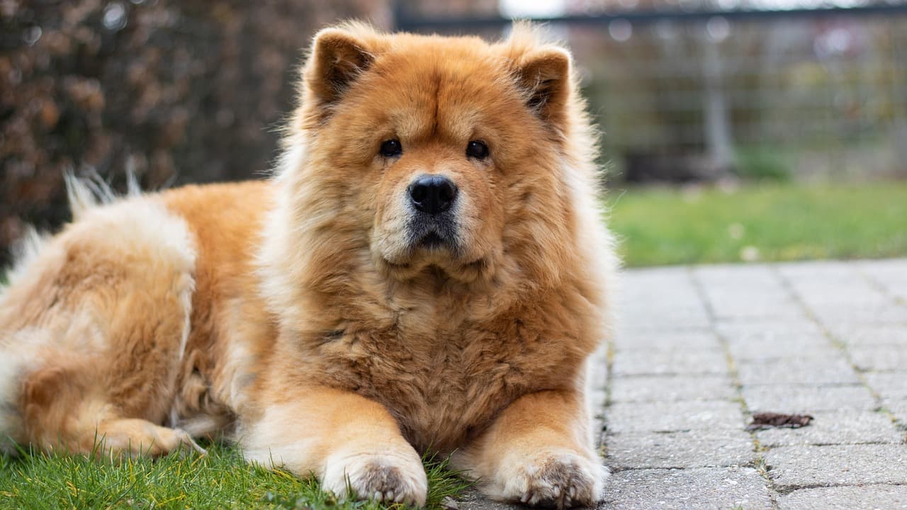 Chow chow with a full brushed coat lying on a garden path