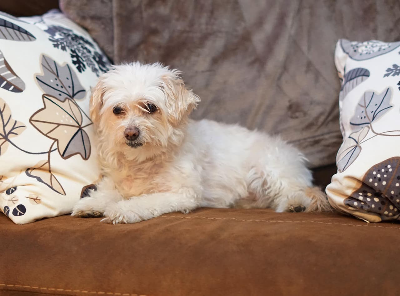 Small white dog relaxing between cushions on a sofa