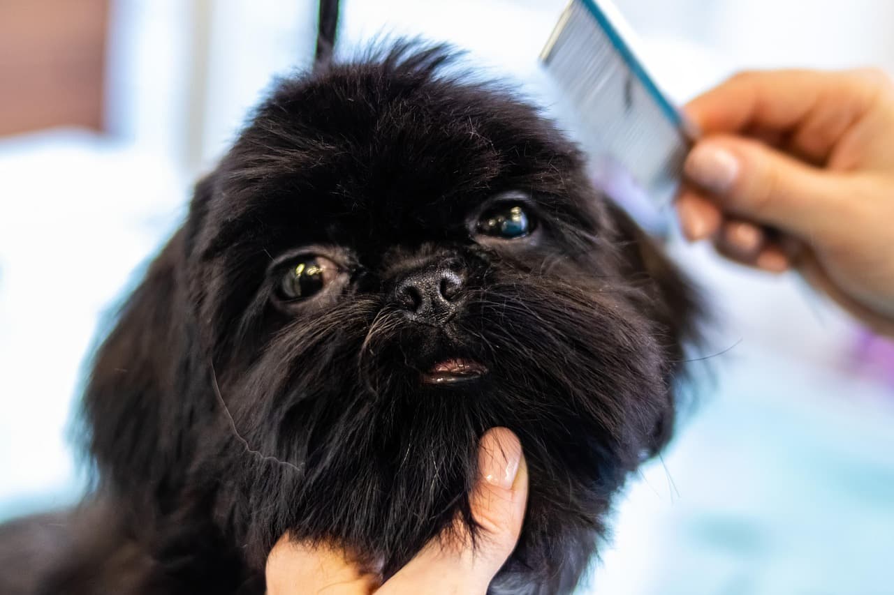 Black dog having its face combed by a groomer