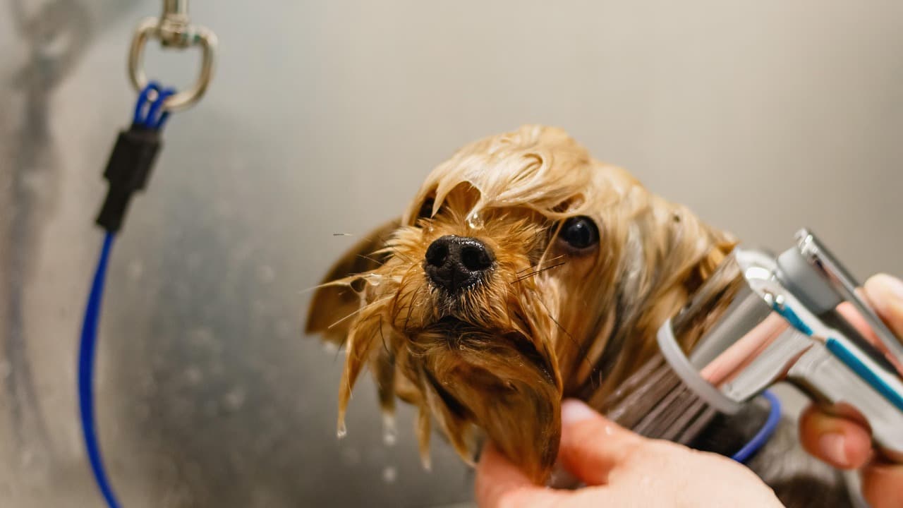 Wet terrier being blow-dried after a bath at the salon